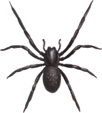 blackhousespider150