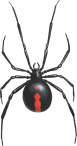 redbackspider77