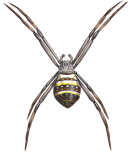 standrewsspider128