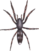 whitetailspider127