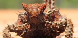 Thorny Devil