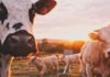 Working 88 days on a dairy farm in Australia
