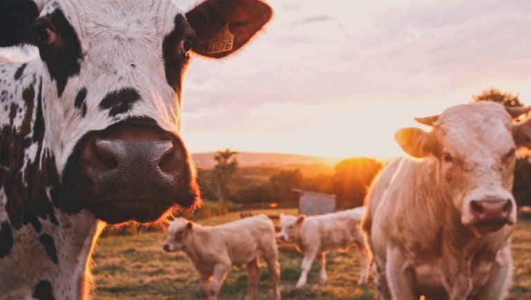 Working 88 days on a dairy farm in Australia