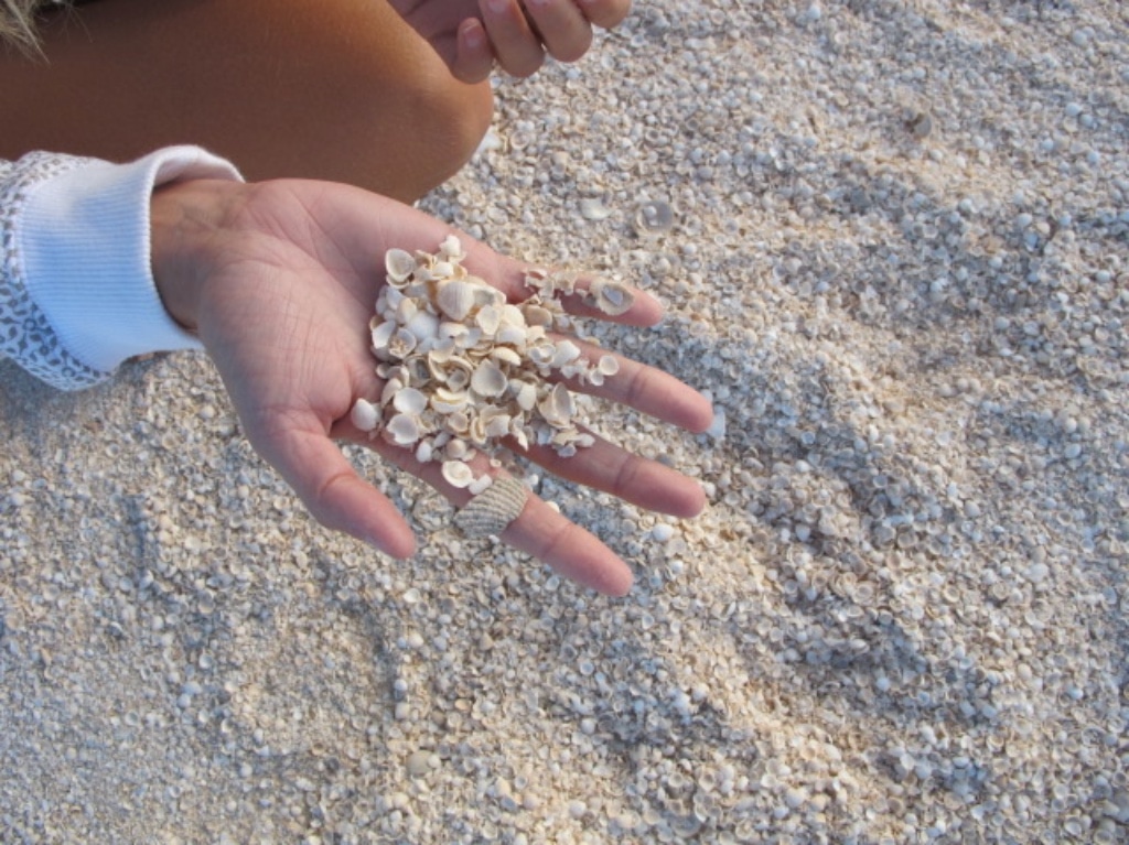 hand with shells in it on Shell beach in Western Australia.