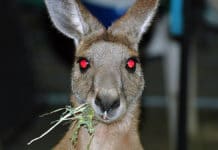 Kangaroo