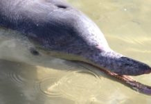 tin can bay dolphins