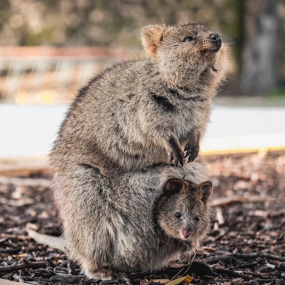 quokka