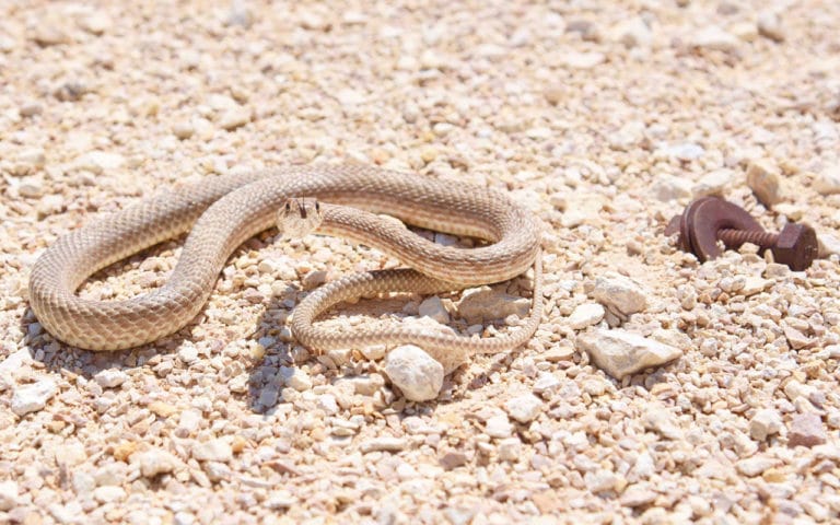 Complete Guide to Snakes in Australia : Species, safety and statistics