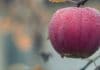Fruit Picking in Australia: Scams and Advice