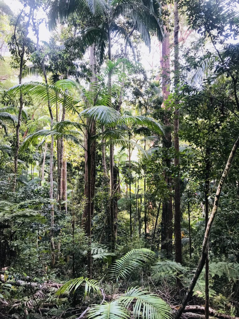 Dorrigo-National-Park