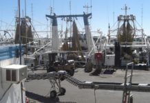 Prawn-vessel job experience