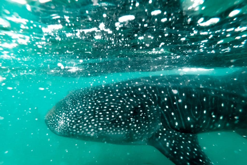 Whale shark swimming in the waters of Ningaloo Reef Marine Park in Australia