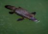 Platypus
