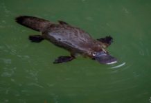 Platypus