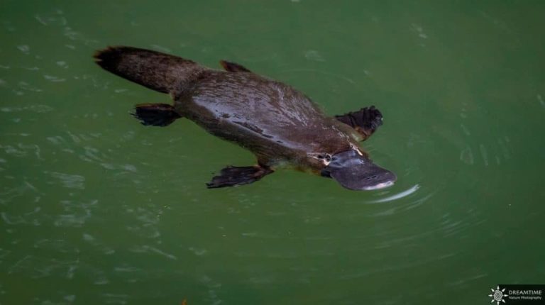 The Platypus in Australia