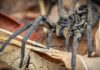 spider australia