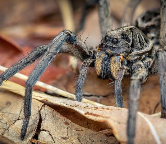 spider australia