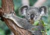 koala