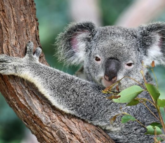 koala