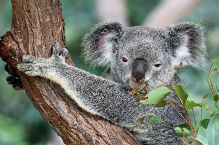 20 crazy facts about Australia