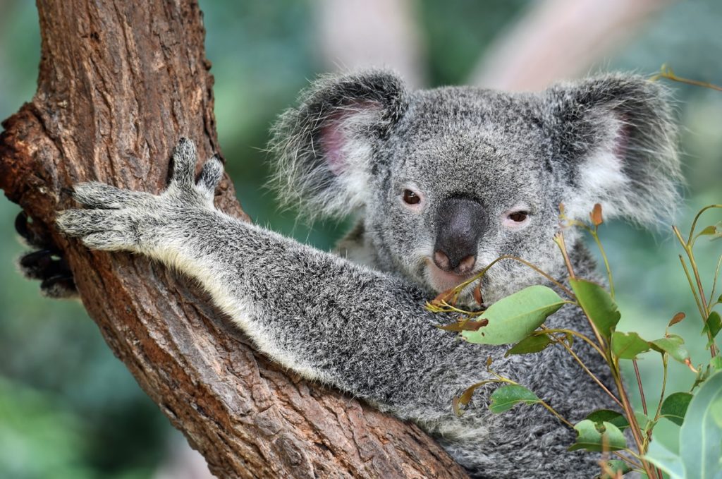 koala