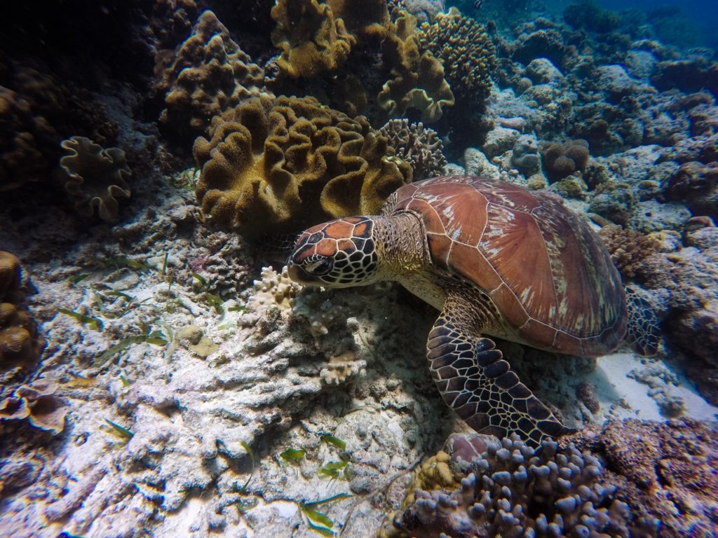 Great Barrier Reef