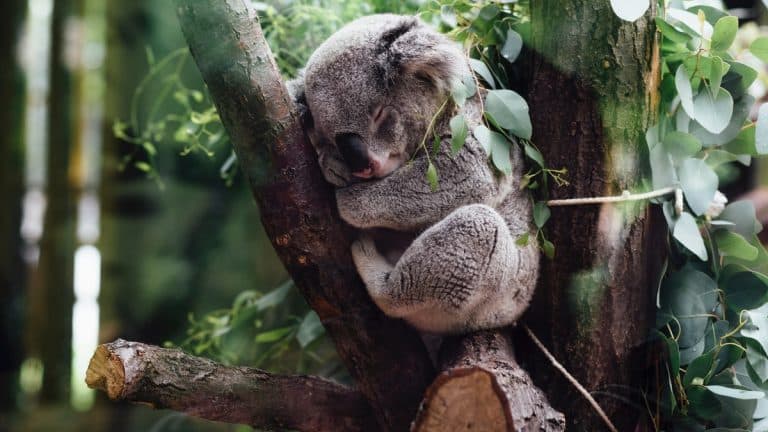 Amazing Koalas stories in Australia