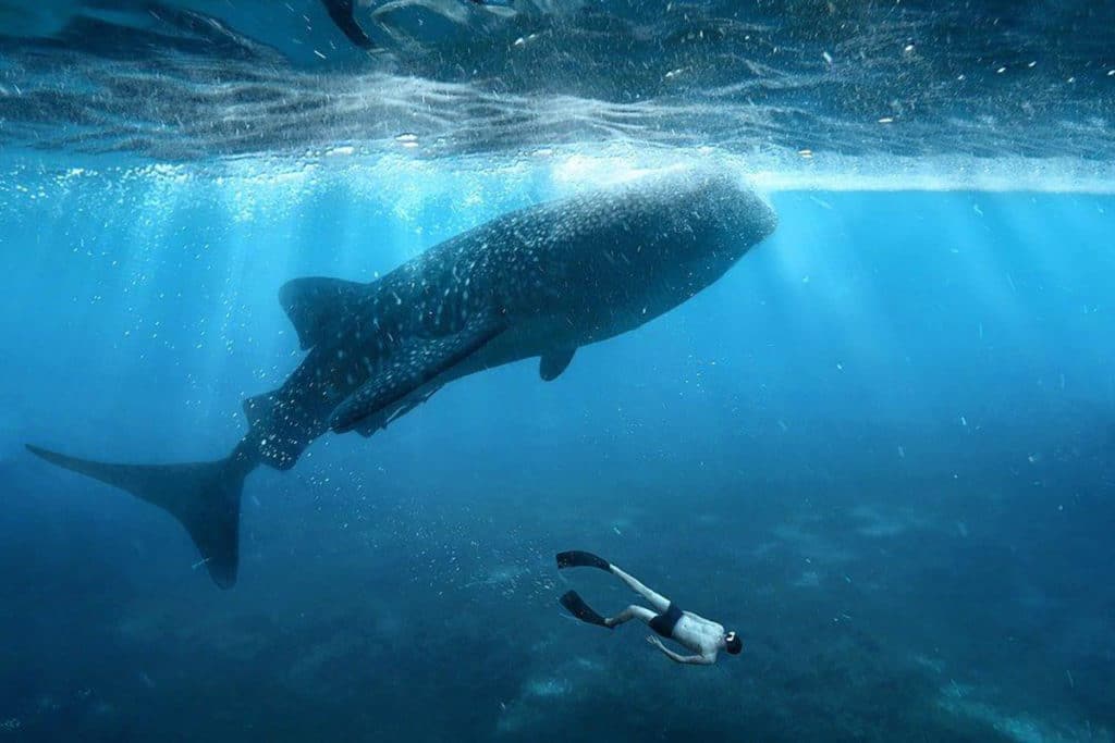 Swim with whales in Australia