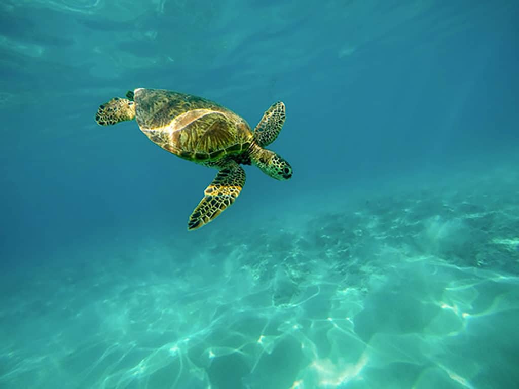 Turtle swimming in clear water