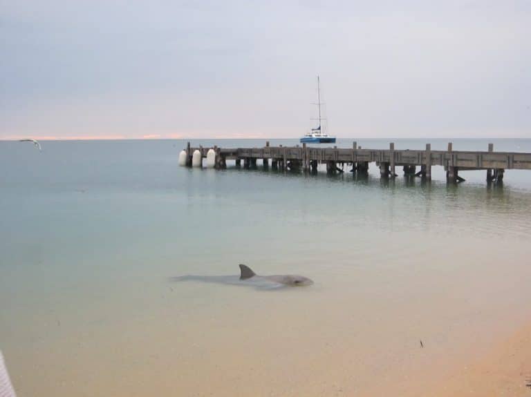Dream job in Australia: Working with dolphins in Monkey Mia
