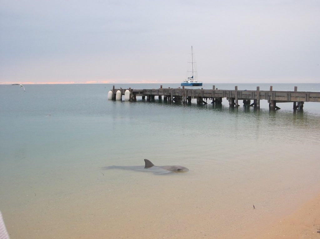 Dolphin close to the beach at Monkey Mia in Australia