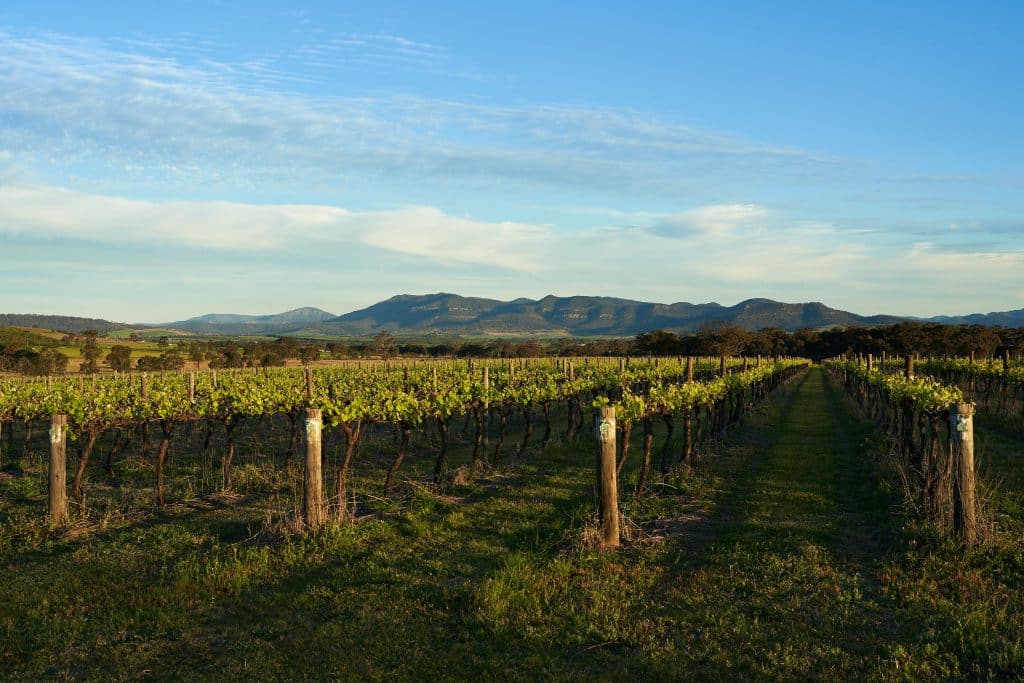 Vineyard with mountains on background in the Hunter Valley in Australia.