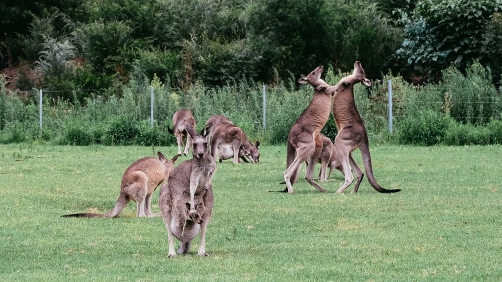 Kangaroos fighting in a green field in Australia