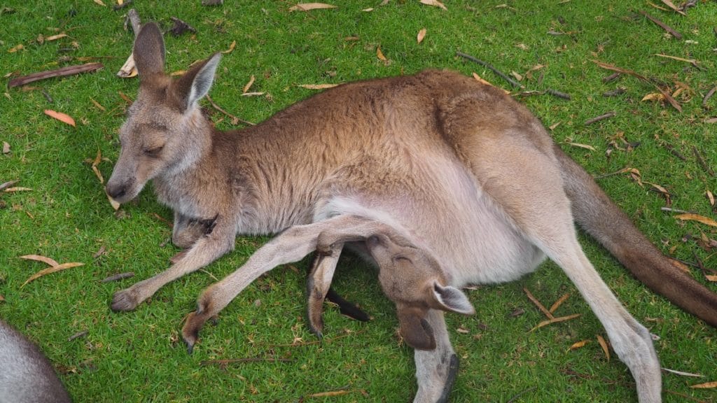 Mother kangaroo laying down with baby in her pouch in Australia