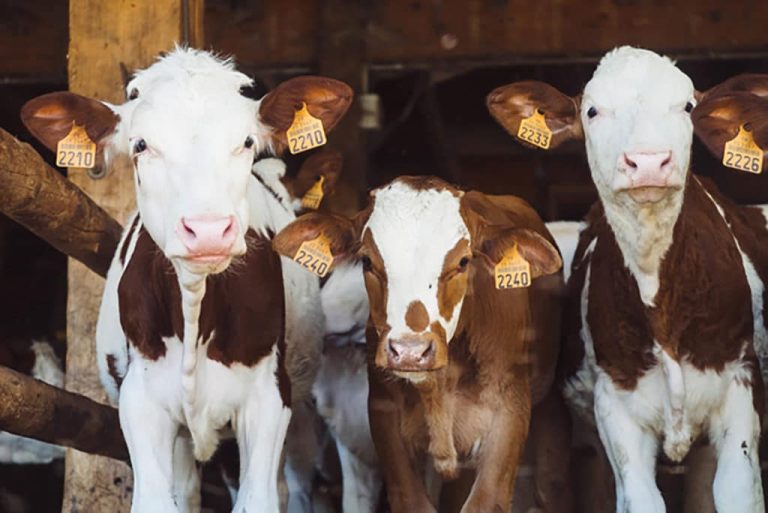 88 Days of Working on a Dairy Farm