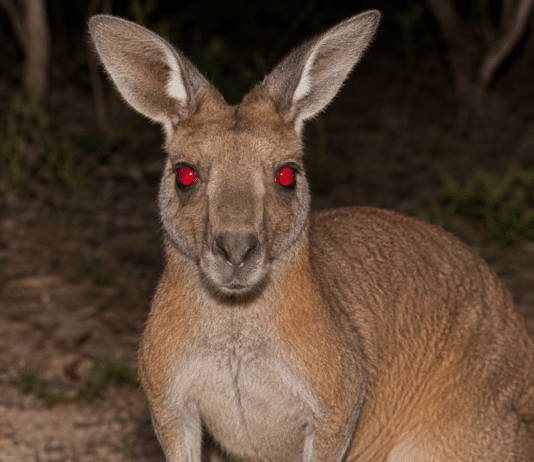 π Reasons Not to Come to Australia